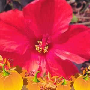 Meet your Posher, Rosemary